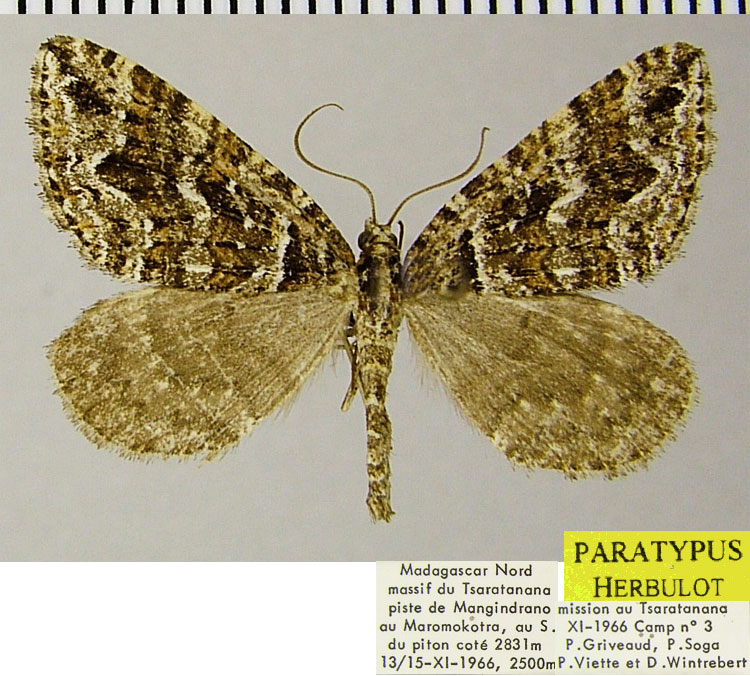 /filer/webapps/moths/media/images/V/viettei_Haplolabida_PTM_ZSMa.jpg