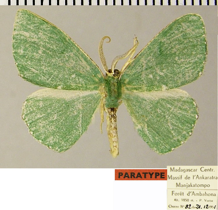 /filer/webapps/moths/media/images/V/viettei_Heterorhachis_PTM_ZSM.jpg