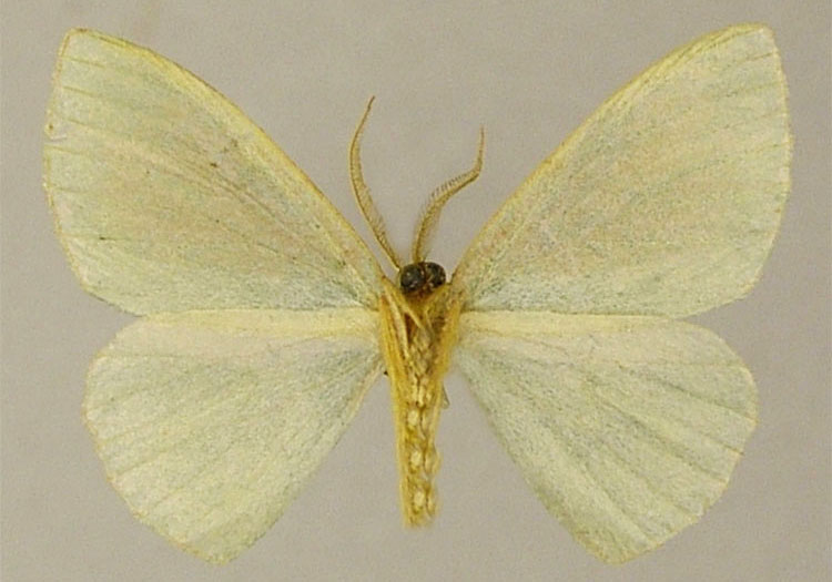 /filer/webapps/moths/media/images/V/viettei_Heterorhachis_PTM_ZSMb.jpg