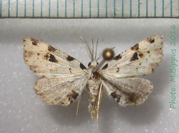 /filer/webapps/moths/media/images/V/viettei_Hypena_AM_Bippus.jpg