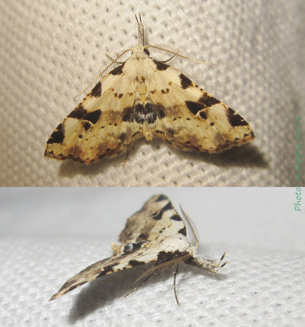 /filer/webapps/moths/media/images/V/viettei_Hypena_A_Bippus.jpg