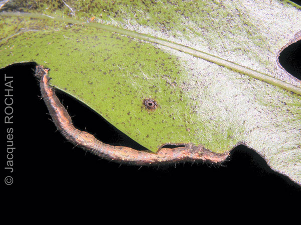 /filer/webapps/moths/media/images/V/viettei_Hypena_C_Rochat.jpg