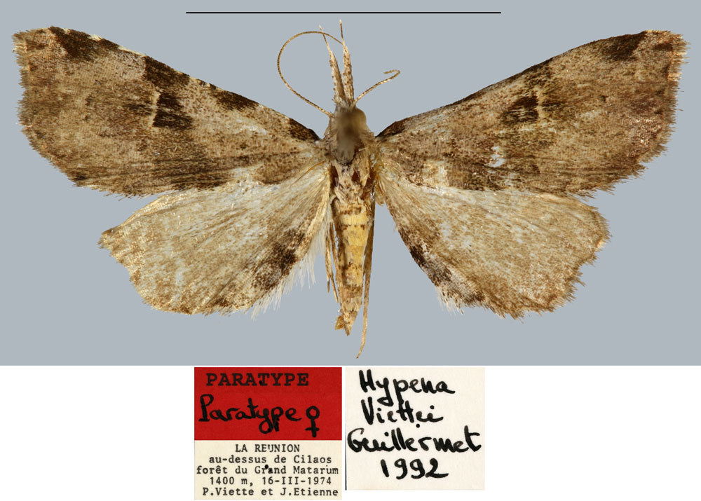 /filer/webapps/moths/media/images/V/viettei_Hypena_PTF_MNHN_01.jpg