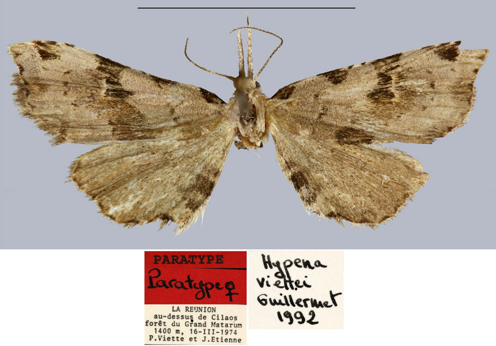 /filer/webapps/moths/media/images/V/viettei_Hypena_PTF_MNHN_02.jpg