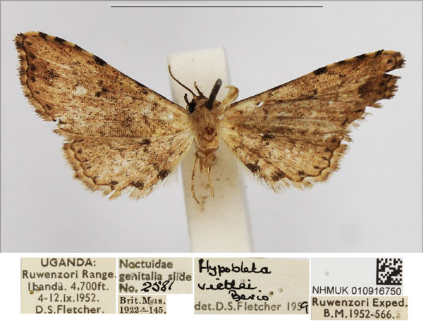 /filer/webapps/moths/media/images/V/viettei_Hypobleta_AM_NHMUK.jpg