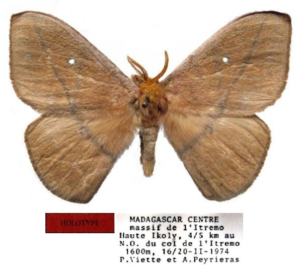 /filer/webapps/moths/media/images/V/viettei_Maltagorea_HT_MNHN.jpg