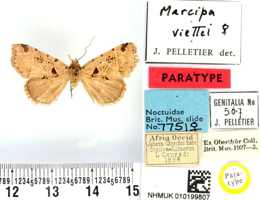 /filer/webapps/moths/media/images/V/viettei_Marcipa_PTF_BMNH.jpg