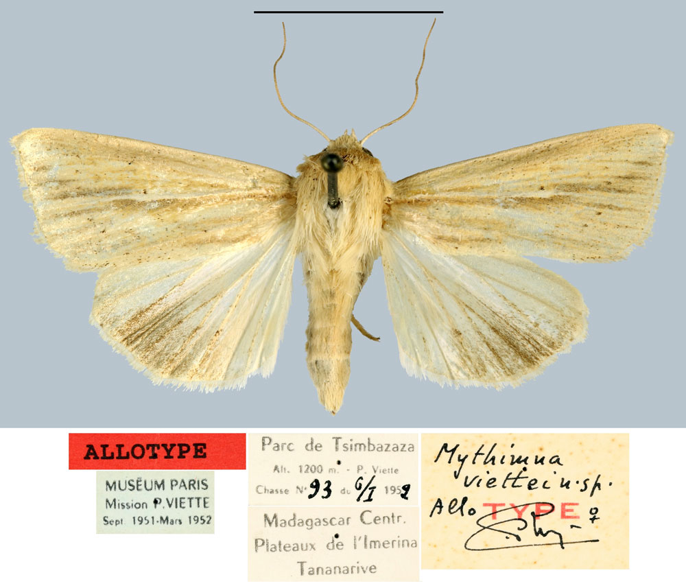 /filer/webapps/moths/media/images/V/viettei_Mythimna_AT_MNHN.jpg