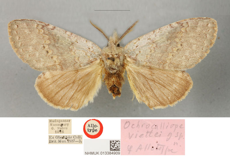 /filer/webapps/moths/media/images/V/viettei_Ochrocalliope_AT_BMNH.jpg