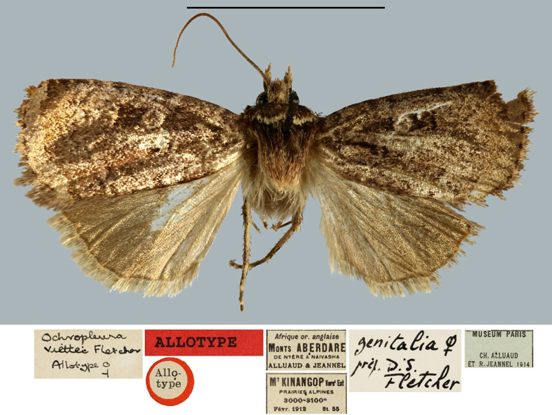 /filer/webapps/moths/media/images/V/viettei_Ochropleura_AT_MNHN.jpg
