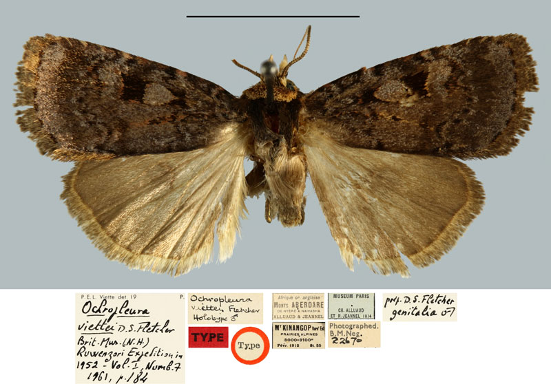 /filer/webapps/moths/media/images/V/viettei_Ochropleura_HT_MNHNa.jpg