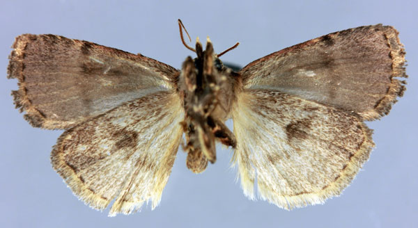 /filer/webapps/moths/media/images/V/viettei_Ochropleura_HT_MNHNb.jpg