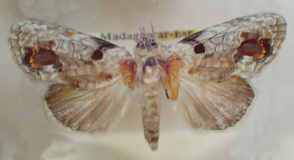 /filer/webapps/moths/media/images/V/viettei_Ophiosema_A_PZBT_q7TNhwh.jpg