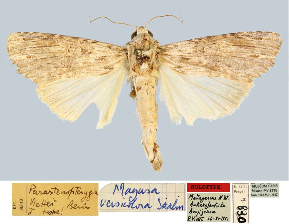 /filer/webapps/moths/media/images/V/viettei_Parastenopterygia_HT_MNHN.jpg