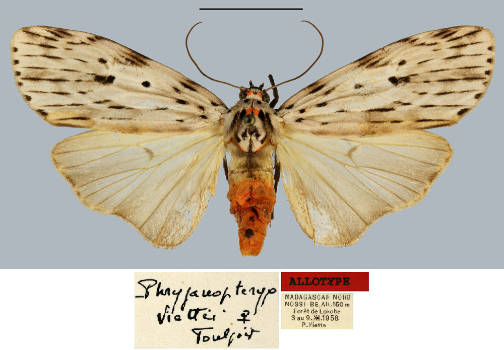 /filer/webapps/moths/media/images/V/viettei_Phryganopteryx_AT_MNHN.jpg