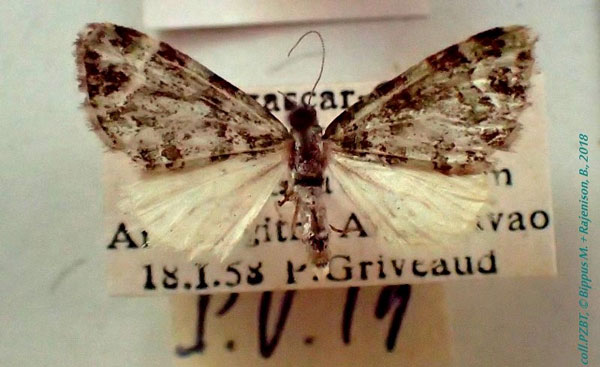 /filer/webapps/moths/media/images/V/viettei_Piercia_AM_PZBT.jpg