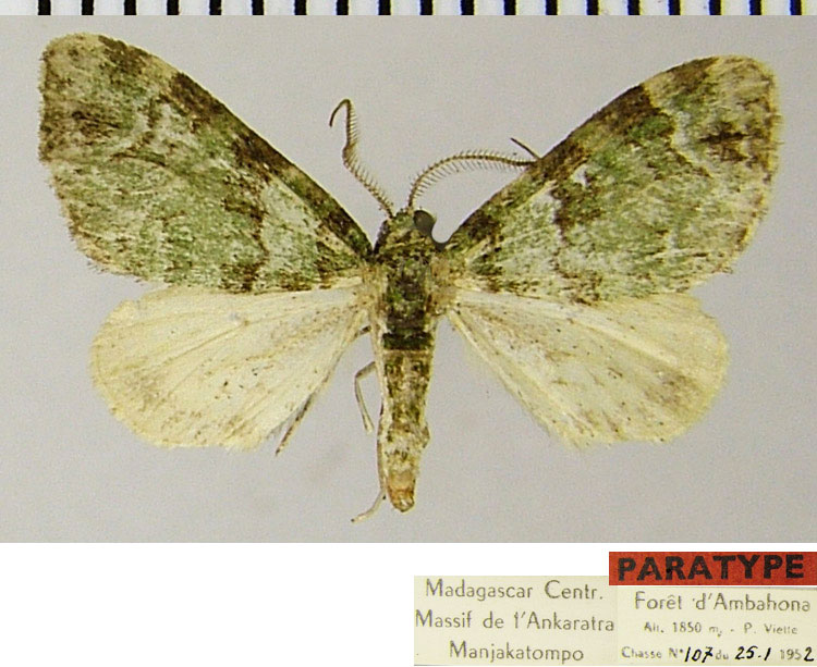 /filer/webapps/moths/media/images/V/viettei_Piercia_PTM_ZSMa.jpg