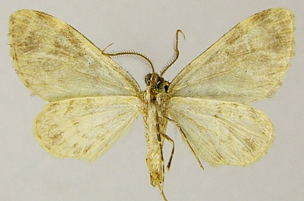 /filer/webapps/moths/media/images/V/viettei_Piercia_PTM_ZSMb.jpg