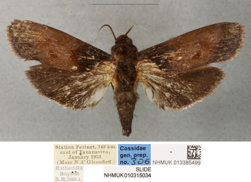 /filer/webapps/moths/media/images/V/viettei_Pseudocossus_HT_BMNH.jpg