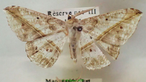 /filer/webapps/moths/media/images/V/viettei_Psilocerea_AM_PZBT.jpg
