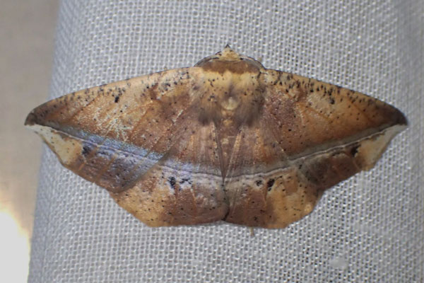 /filer/webapps/moths/media/images/V/viettei_Psilocerea_A_Bippus.jpg