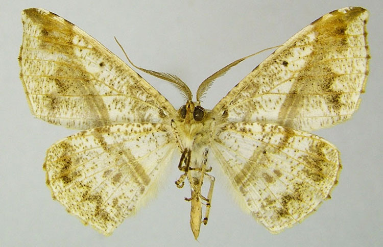 /filer/webapps/moths/media/images/V/viettei_Psilocerea_PTM_ZSMb.jpg