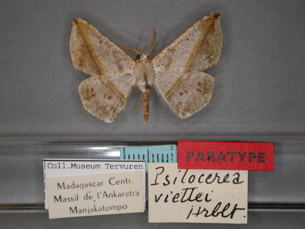 /filer/webapps/moths/media/images/V/viettei_Psilocerea_PT_RMCA_01.jpg