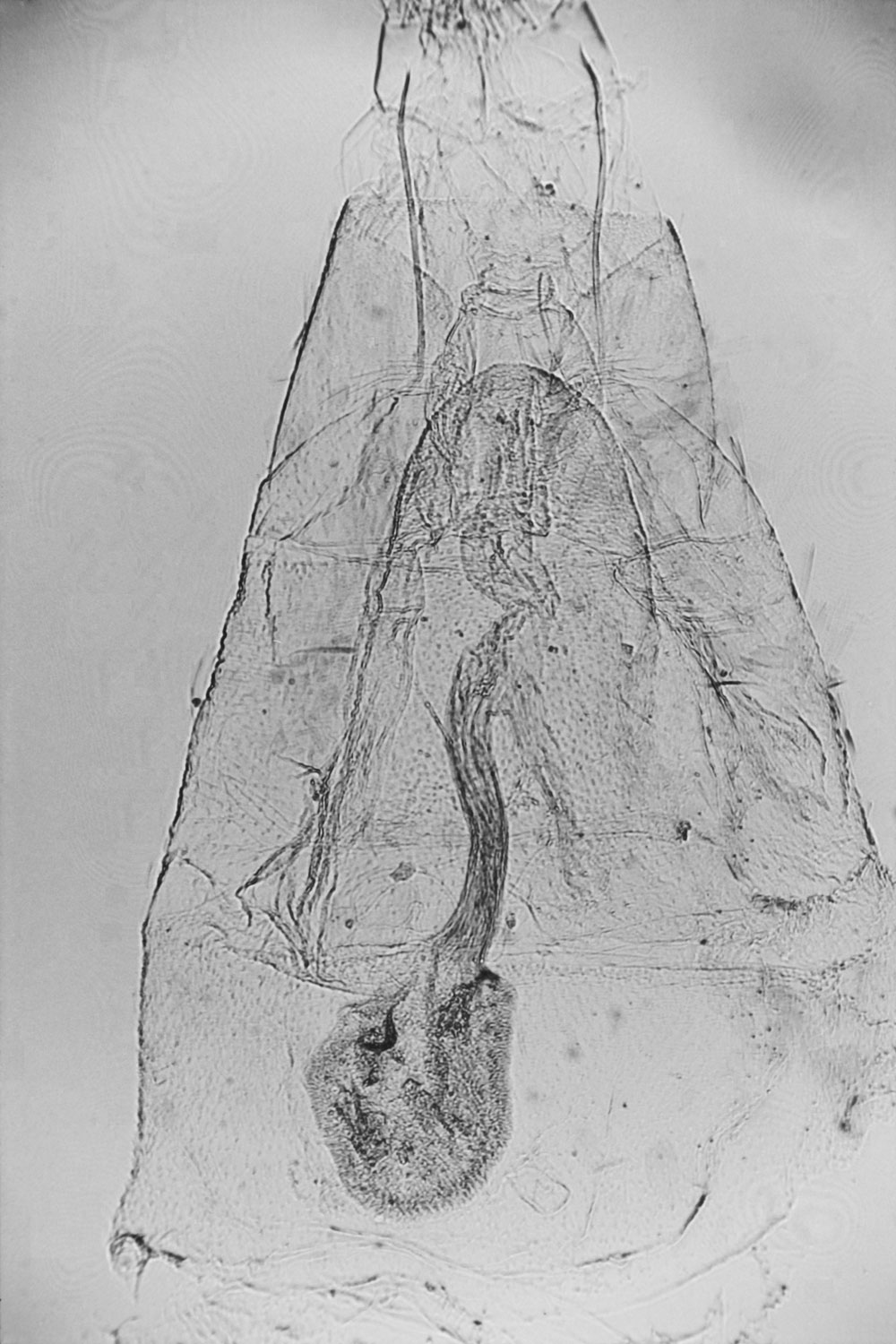 /filer/webapps/moths/media/images/V/viettei_Pterophorus_GFAT_MNHN_M3.jpg
