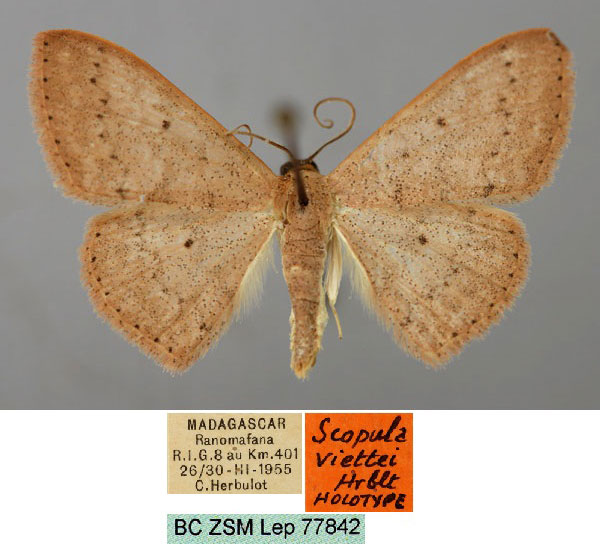 /filer/webapps/moths/media/images/V/viettei_Scopula_HT_ZSM_01.jpg