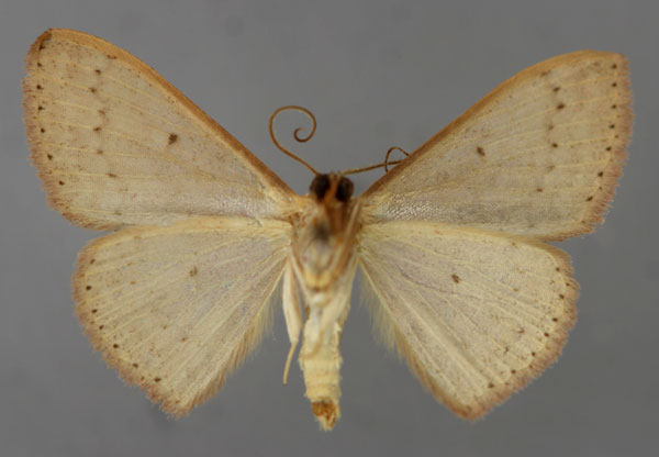 /filer/webapps/moths/media/images/V/viettei_Scopula_HT_ZSM_02.jpg