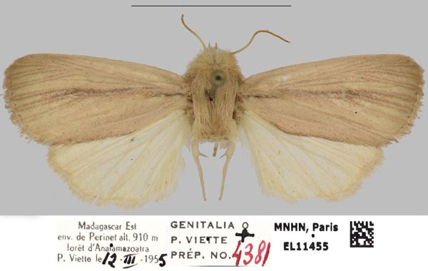 /filer/webapps/moths/media/images/V/viettei_Sesamia_AF_MNHNa.jpg