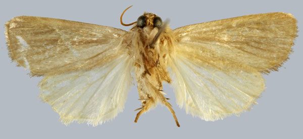/filer/webapps/moths/media/images/V/viettei_Sesamia_HT_MNHNb.jpg