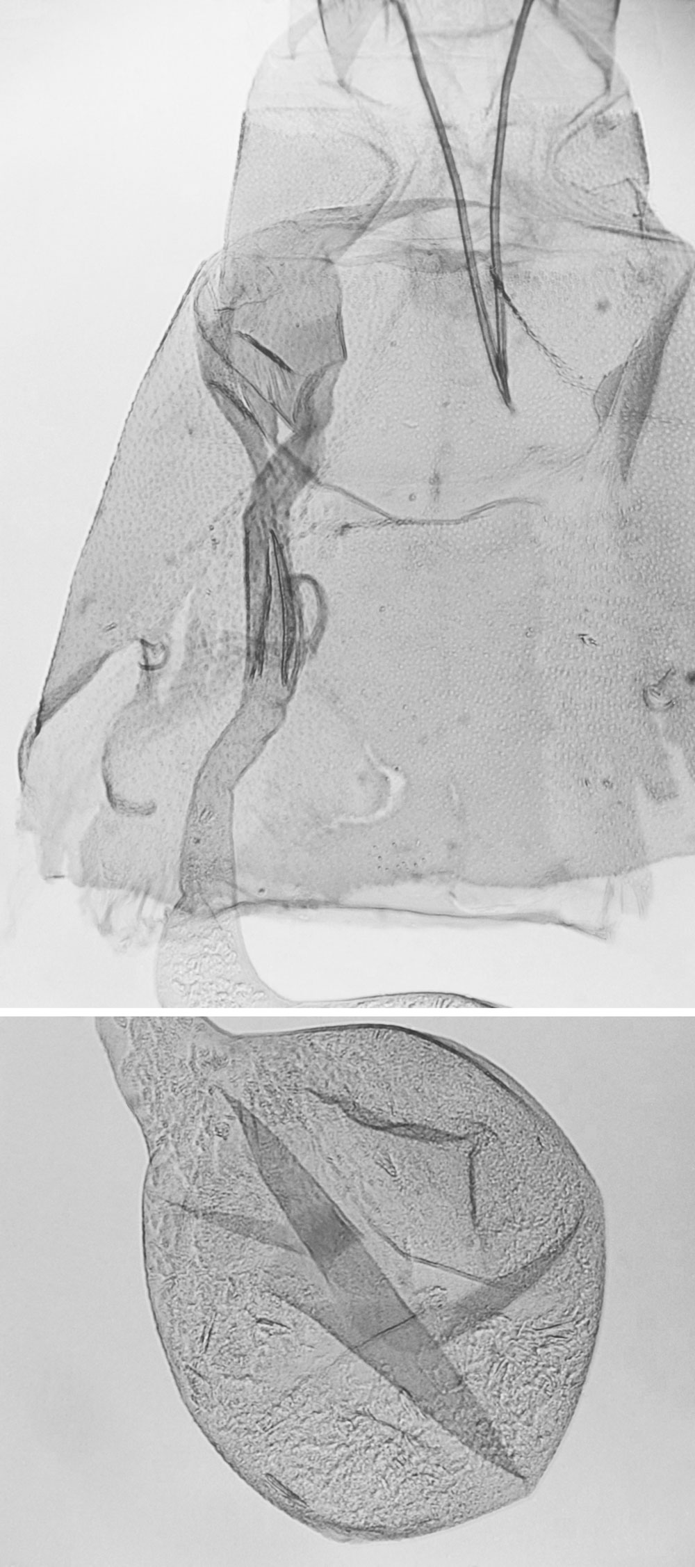 /filer/webapps/moths/media/images/V/viettei_Setosipennula_GFPT_MNHN_4332.jpg