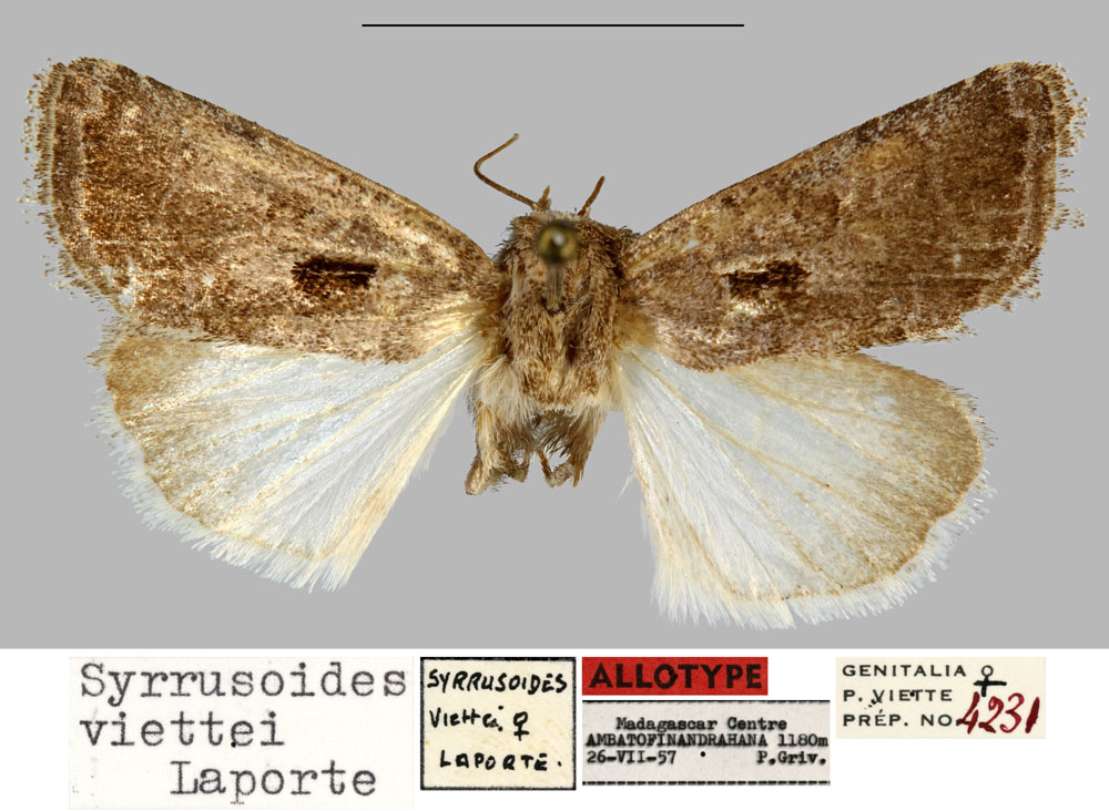 /filer/webapps/moths/media/images/V/viettei_Syrrusoides_AT_MNHN.jpg