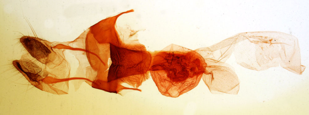 /filer/webapps/moths/media/images/V/viettei_Syrrusoides_GFAT_MNHN_4231.jpg