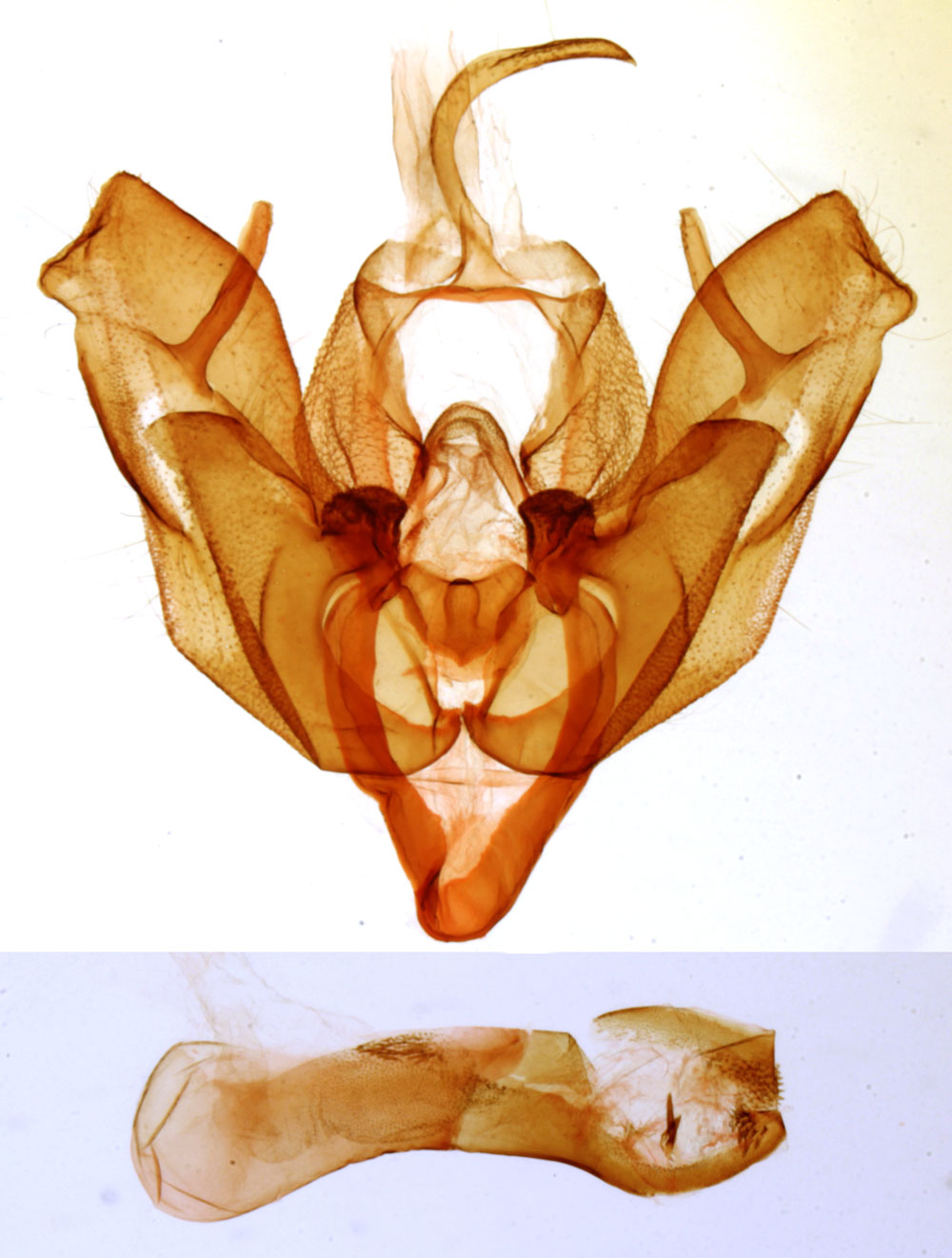 /filer/webapps/moths/media/images/V/viettei_Syrrusoides_GMHT_MNHN_4229.jpg