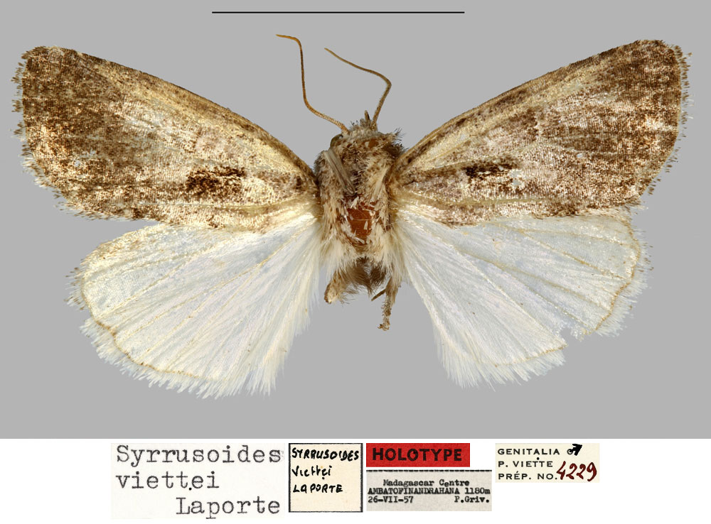 /filer/webapps/moths/media/images/V/viettei_Syrrusoides_HT_MNHN.jpg