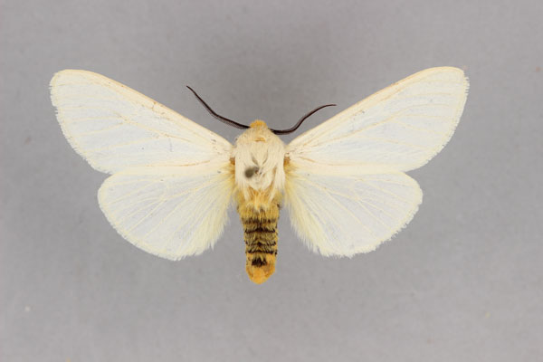 /filer/webapps/moths/media/images/V/viettei_Toulgarctia_PT_BMNH.jpg