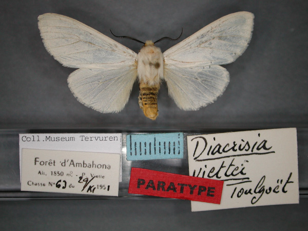 /filer/webapps/moths/media/images/V/viettei_Toulgarctia_PT_RMCA_01.jpg