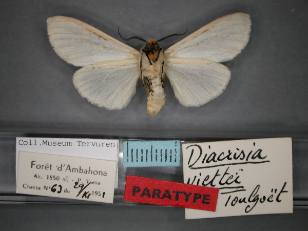 /filer/webapps/moths/media/images/V/viettei_Toulgarctia_PT_RMCA_02.jpg