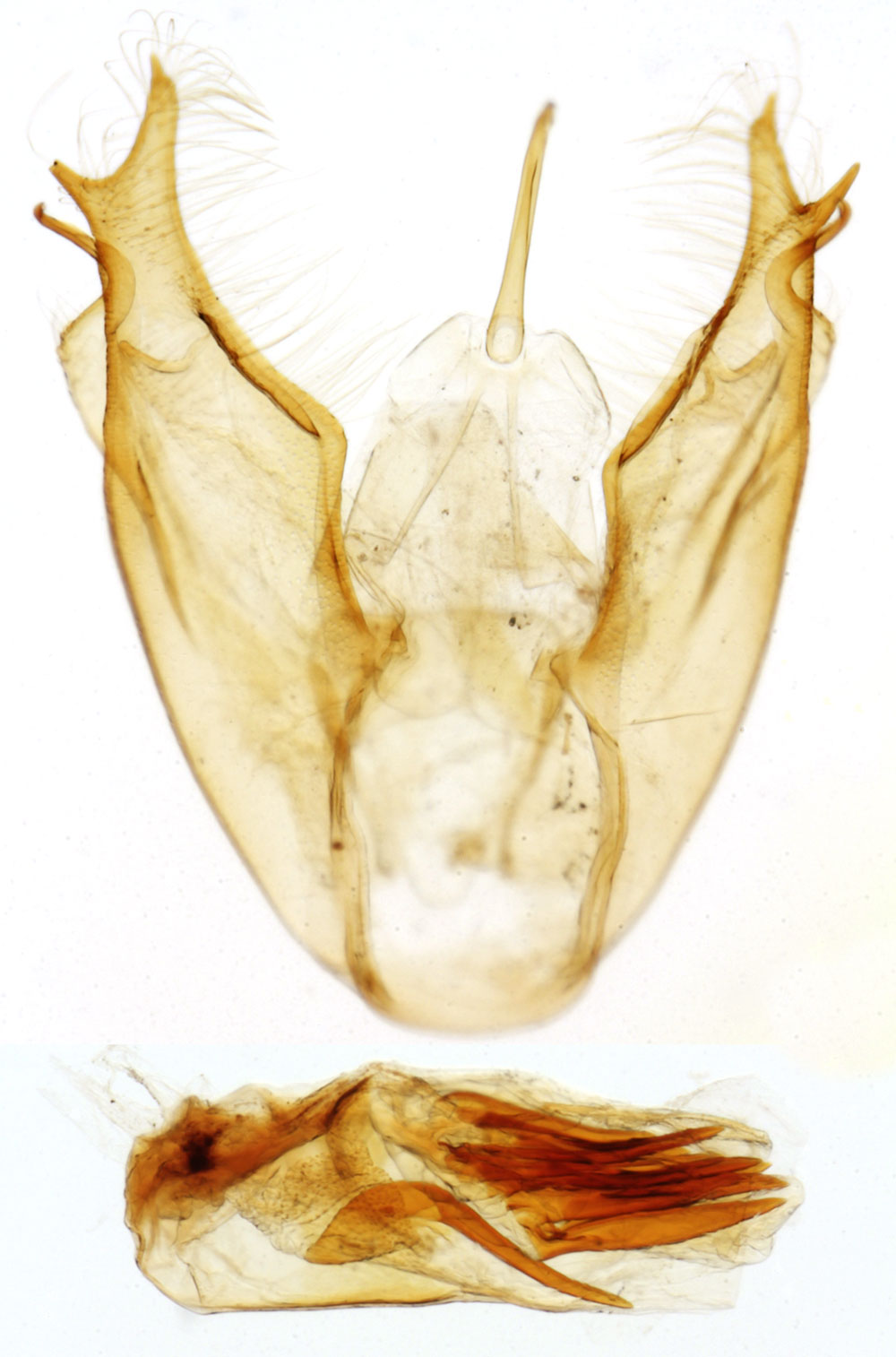 /filer/webapps/moths/media/images/V/viettei_Viettesia_GMHT_MNHN_6519.jpg
