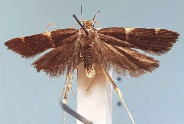 /filer/webapps/moths/media/images/V/vietteiola_Torodora_HT_MNHN.jpg