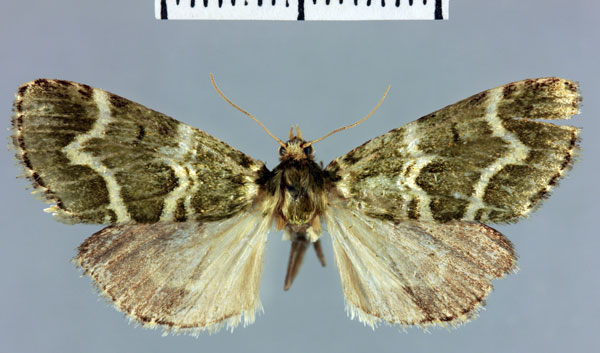 /filer/webapps/moths/media/images/V/vieualis_Megarthria_AT_MNHN.jpg