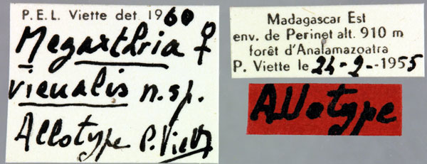 /filer/webapps/moths/media/images/V/vieualis_Megarthria_AT_MNHNl.jpg