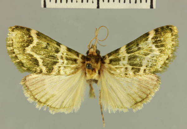 /filer/webapps/moths/media/images/V/vieualis_Megarthria_HT_MNHN.jpg