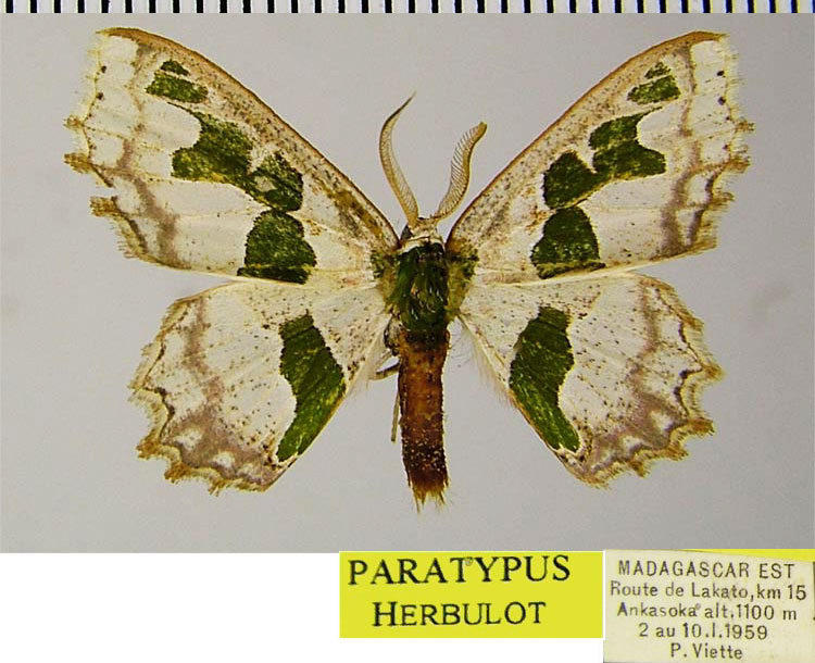 /filer/webapps/moths/media/images/V/vieui_Archichlora_PTM_ZSMa.jpg