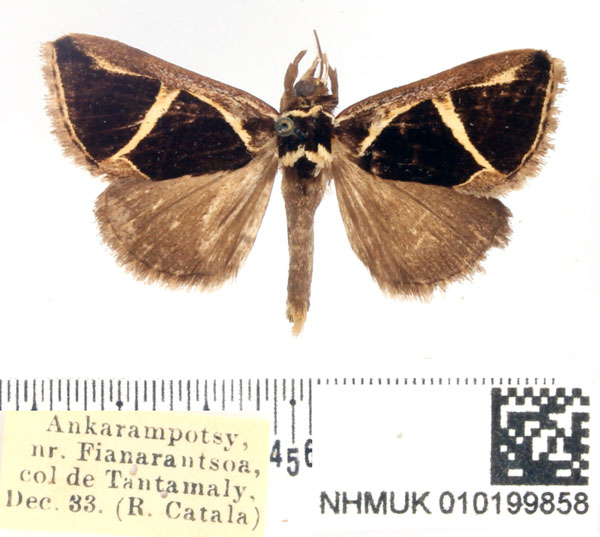 /filer/webapps/moths/media/images/V/vieui_Fodina_AM_BMNH.jpg