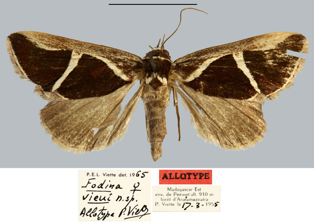 /filer/webapps/moths/media/images/V/vieui_Fodina_AT_MNHN.jpg