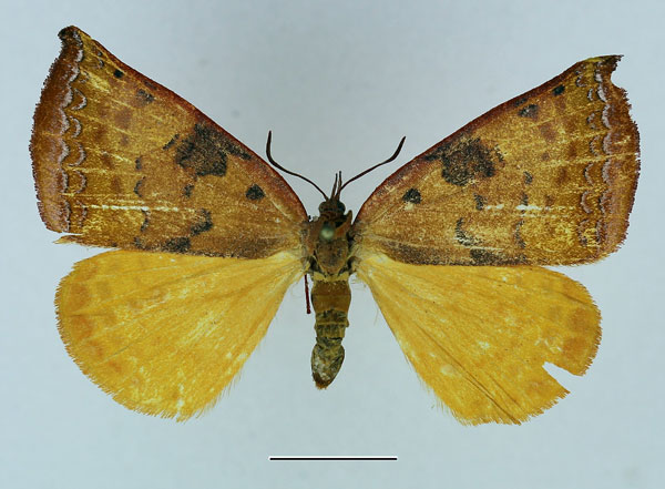 /filer/webapps/moths/media/images/V/vieui_Griveaudia_AF_Basquin.jpg