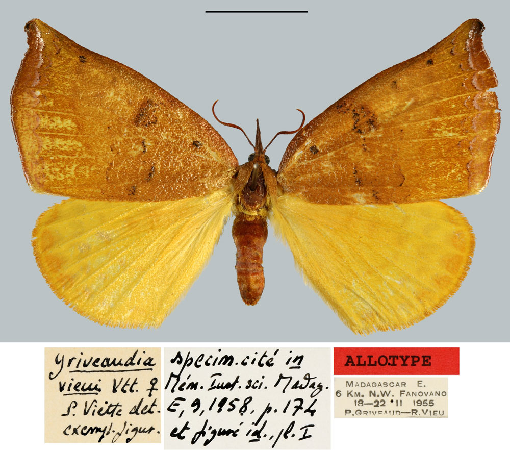 /filer/webapps/moths/media/images/V/vieui_Griveaudia_AT_MNHN.jpg